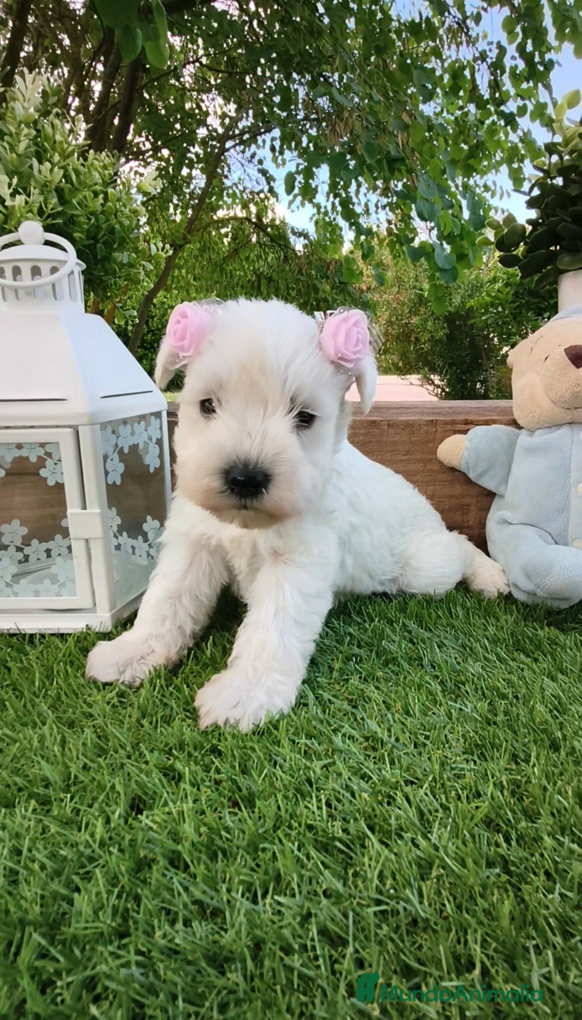 Schnauzer Miniatura perros Espectaculares schnauzer miniatura blancoss 😍❤️ - Anuncio 35