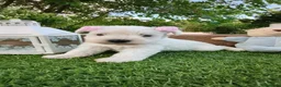 Schnauzer Miniatura perros en venta: Espectaculares schnauzer miniatura blancoss 😍❤️ - Anuncio 3