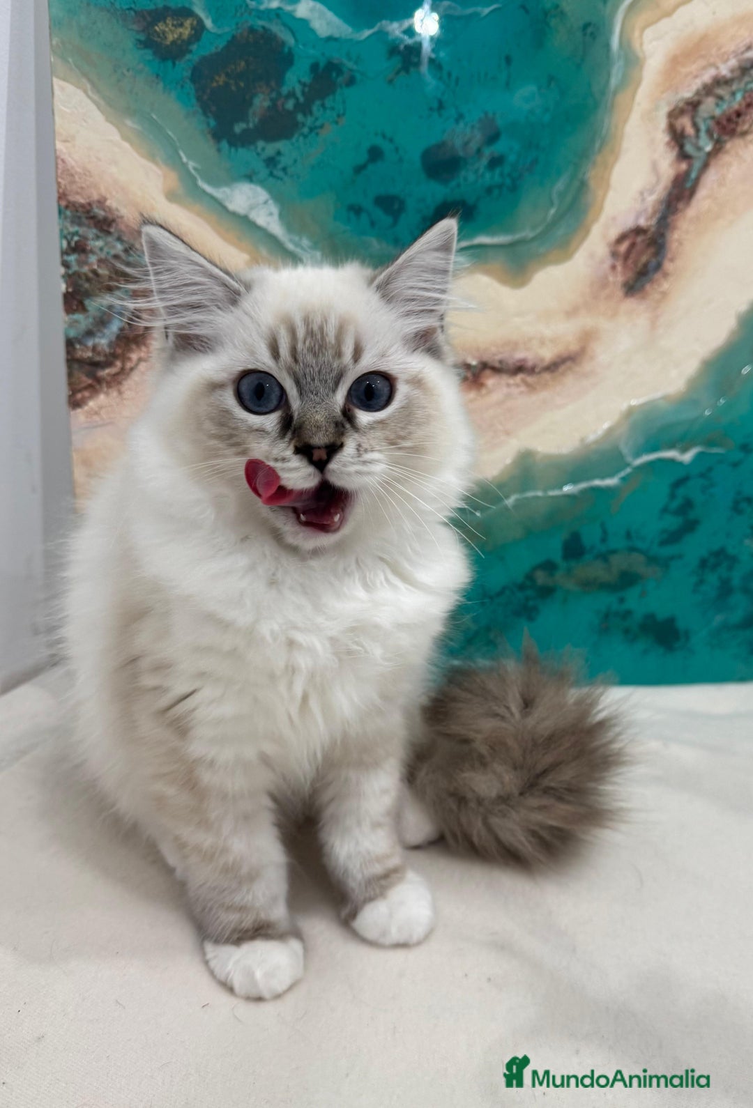 Ragdoll gatos en venta: Gatito ragdoll macho Seal Tabby Mitted - Anuncio 4