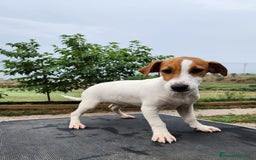 Jack Russell Terrier perros en venta: Jack russell - Imagen 4