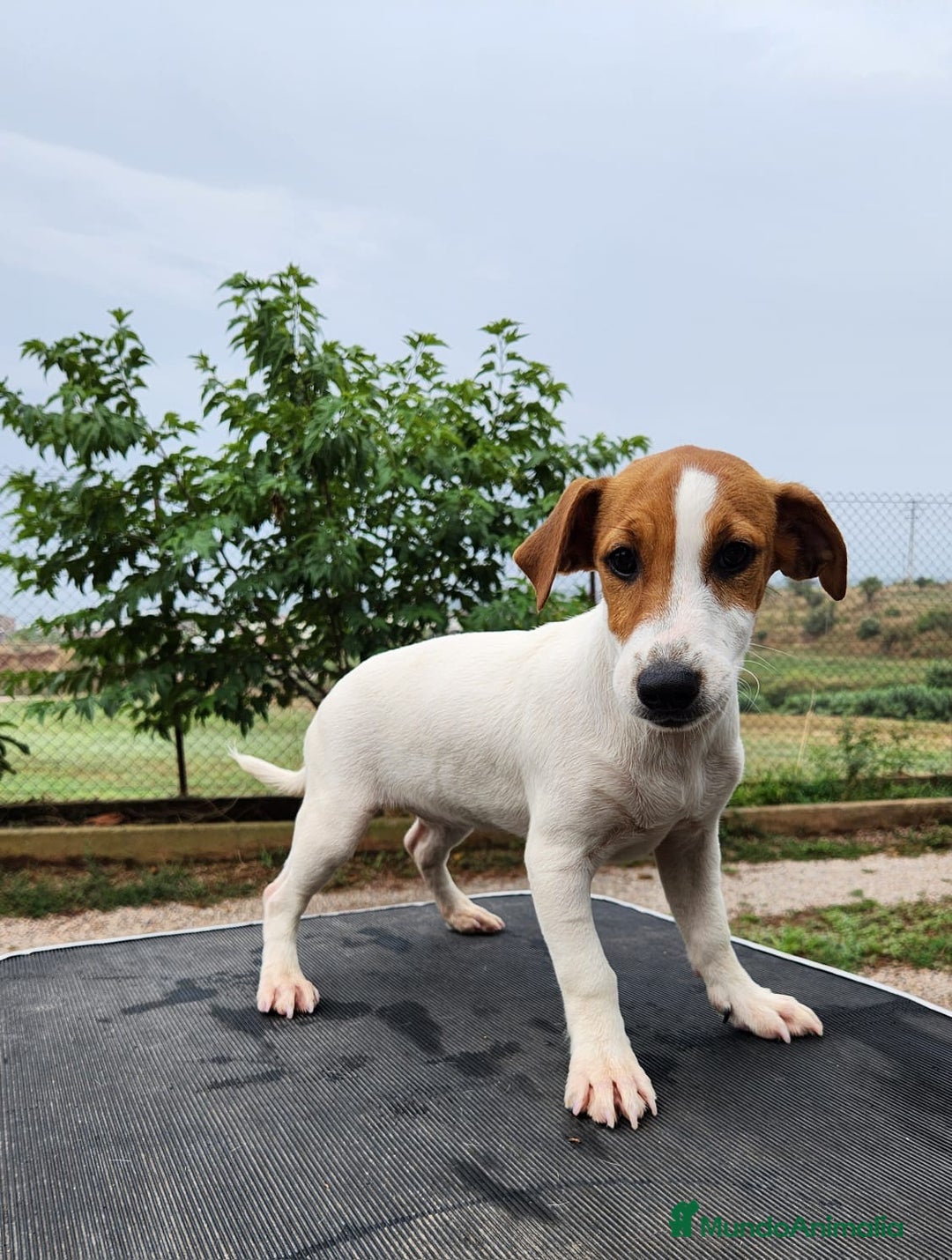 Jack Russell Terrier perros en venta: Jack russell - Imagen 4