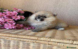 Pomerania perros en venta: Pomerania hembra sable disponible !! - Imagen 3