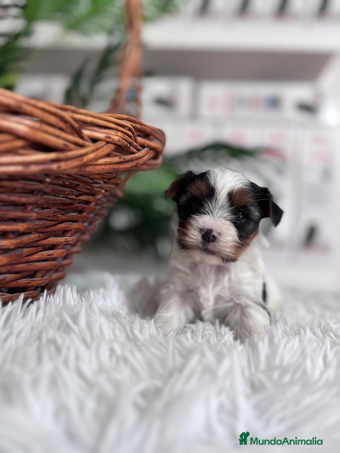 Yorkshire Terrier perros en venta: YORKSHIRE BIEWER - Anuncio 7