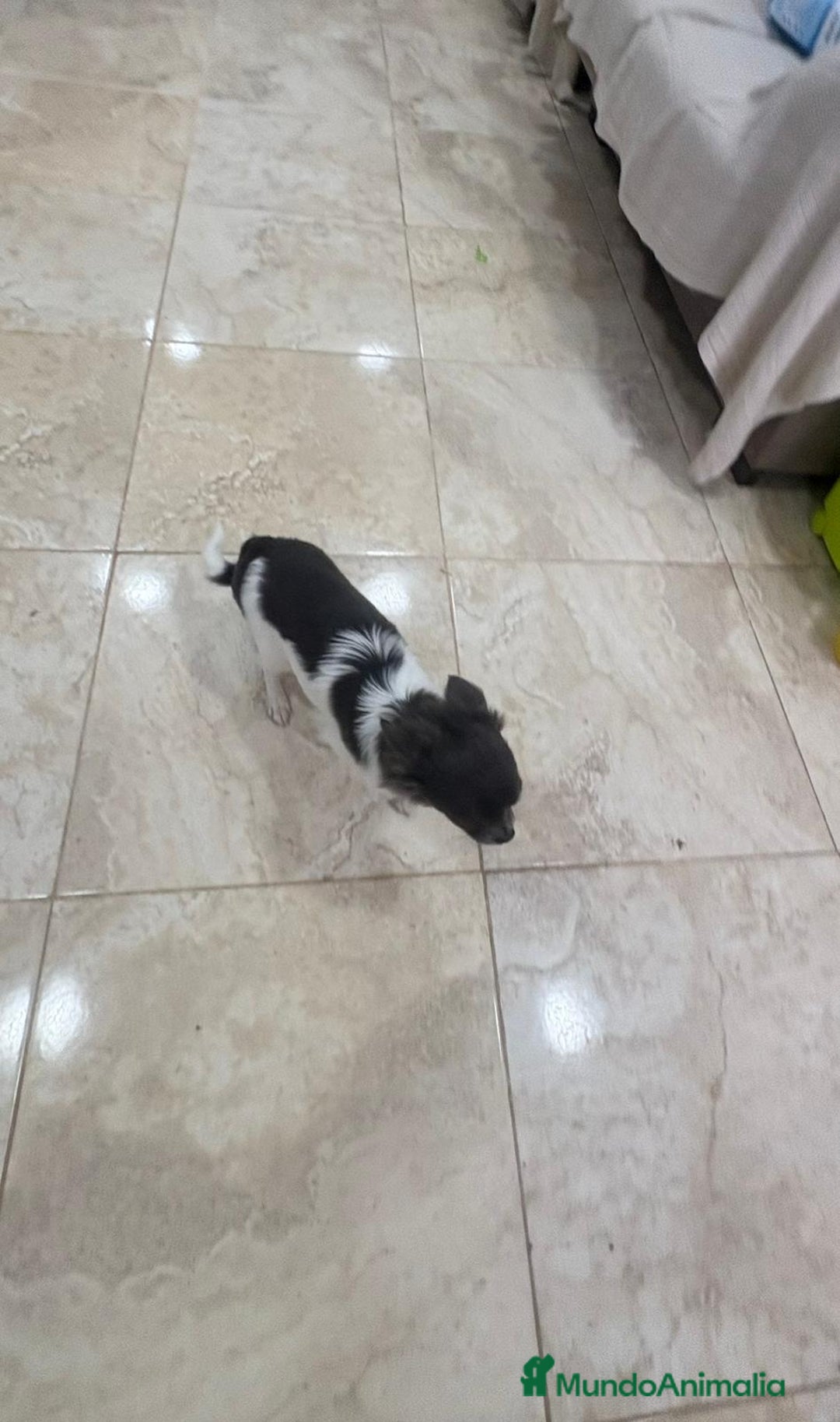 Chihuahua perros en venta: Chihuahua semi pelo blue blanco  - Anuncio 2