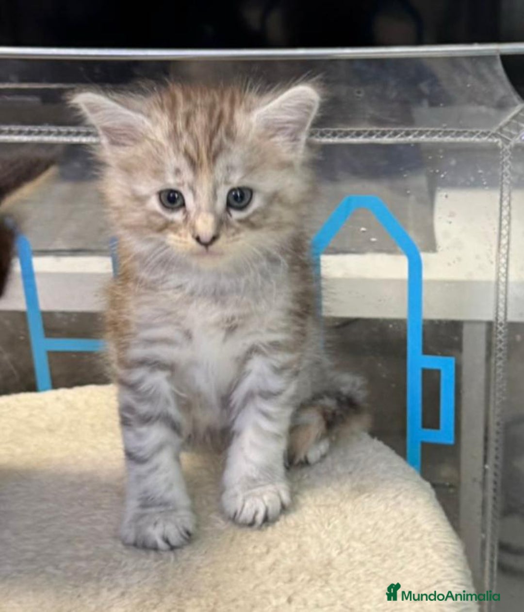 Scottish Fold gatos en venta: Scotish Fold  - Anuncio 1