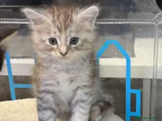 Scottish Fold gatos Scotish Fold - Anuncio 7