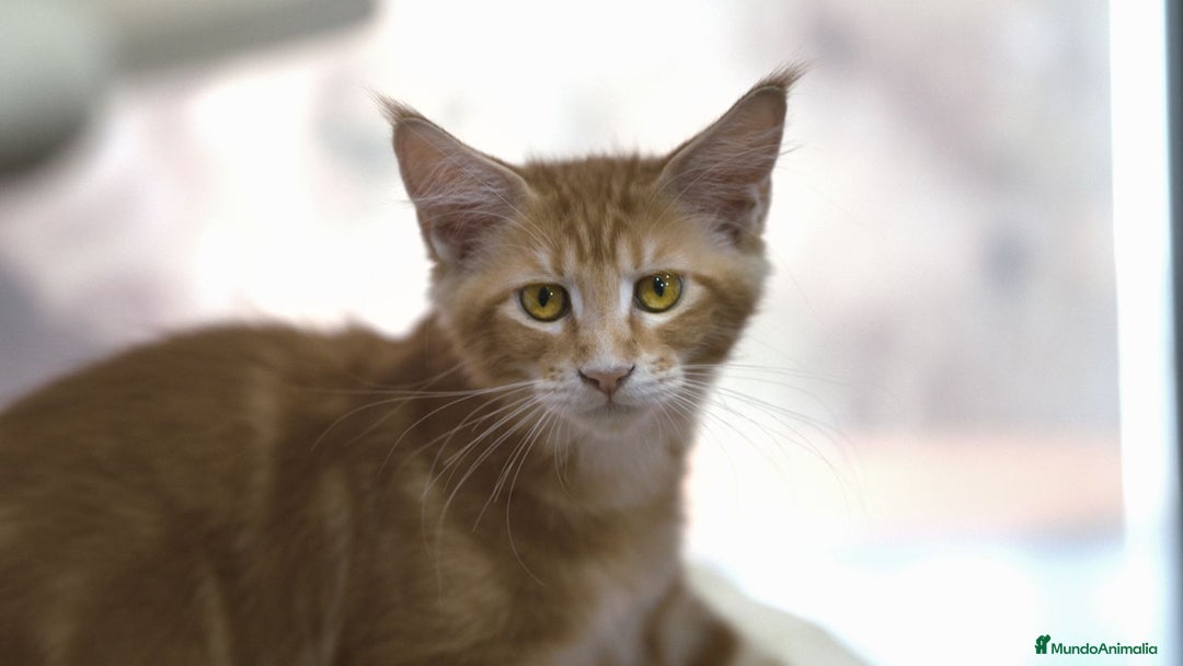 Maine Coon gatos en venta: Maine Coon Naranja Macho - Imagen 4
