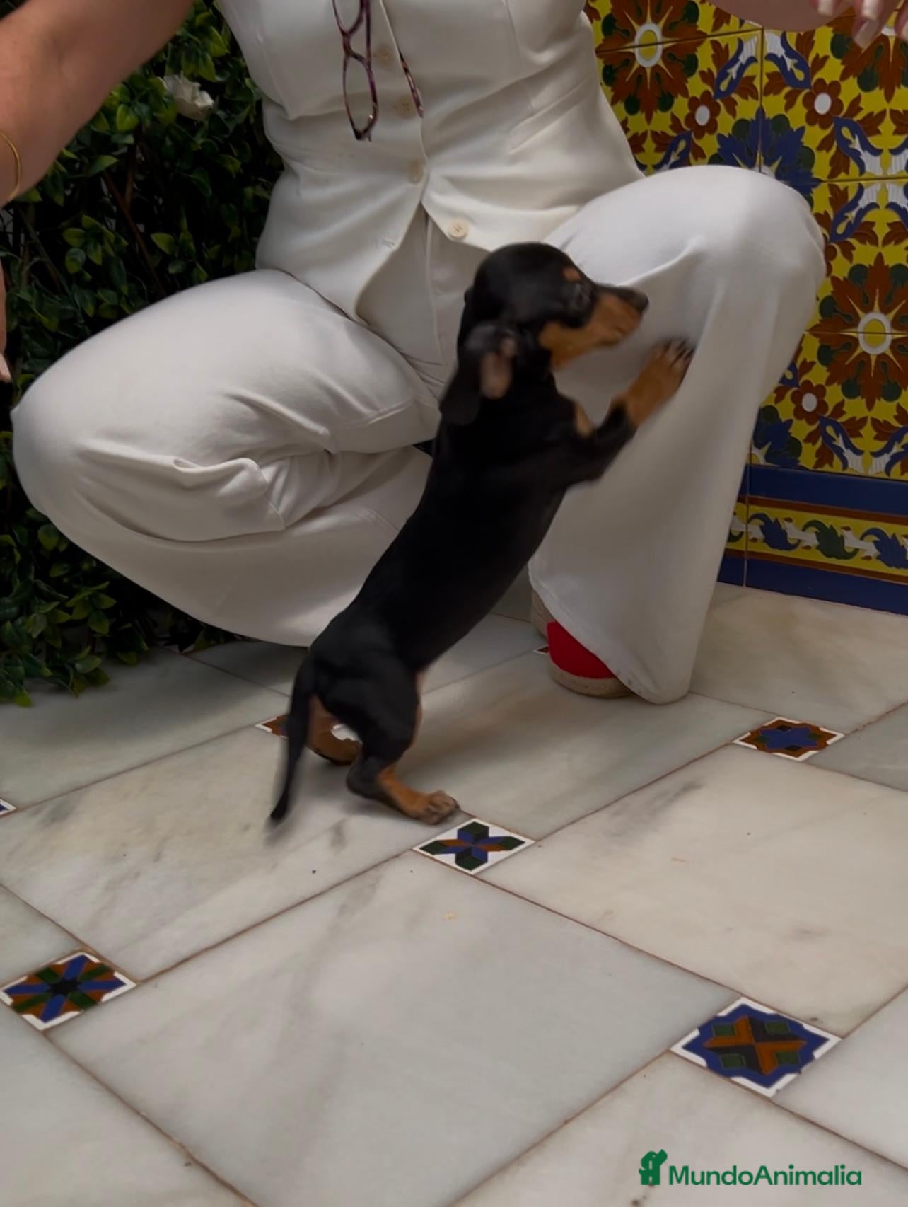 Teckel perros TECKEL HEMBRA NEGRO Y FUEGO - Anuncio 1