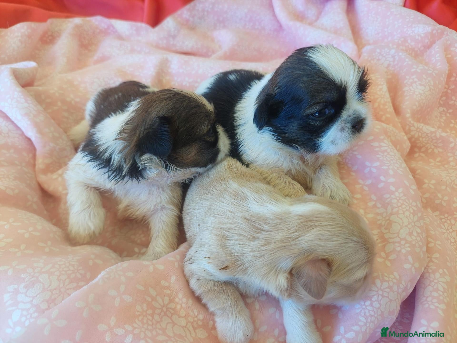 Shih Tzu perros en venta: Shih tzu - Anuncio 1