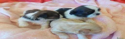 Shih Tzu perros en venta: Shih tzu - Anuncio 1
