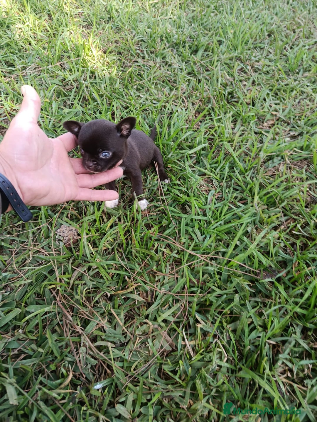 Chihuahua perros en venta: IMPRESIONANTE  CHIHUAHUA   LINEA  TOY   - Anuncio 13