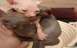 Sphynx gatos en venta: Sphynx pura razs - Anuncio 3