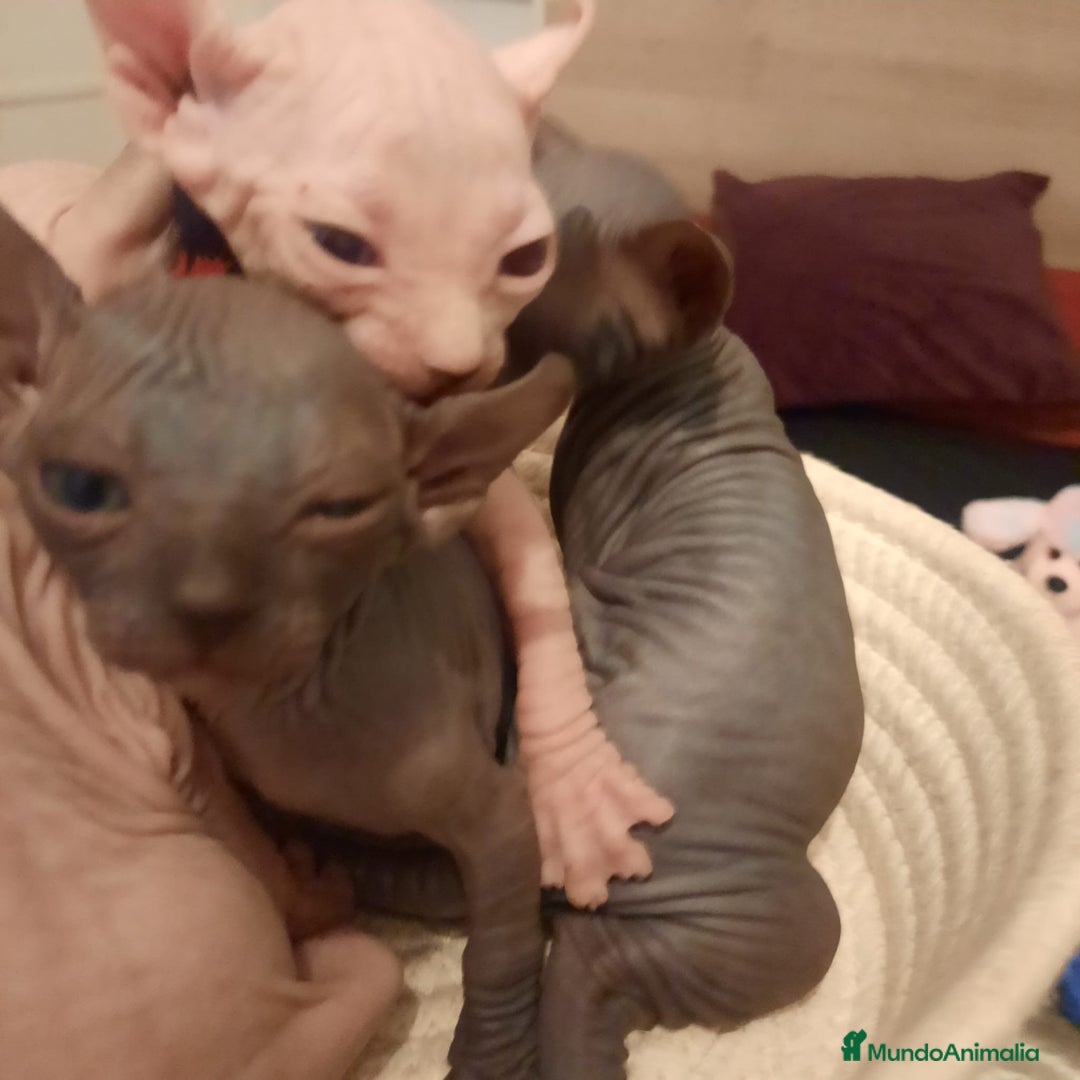 Sphynx gatos en venta: Sphynx pura razs - Anuncio 3