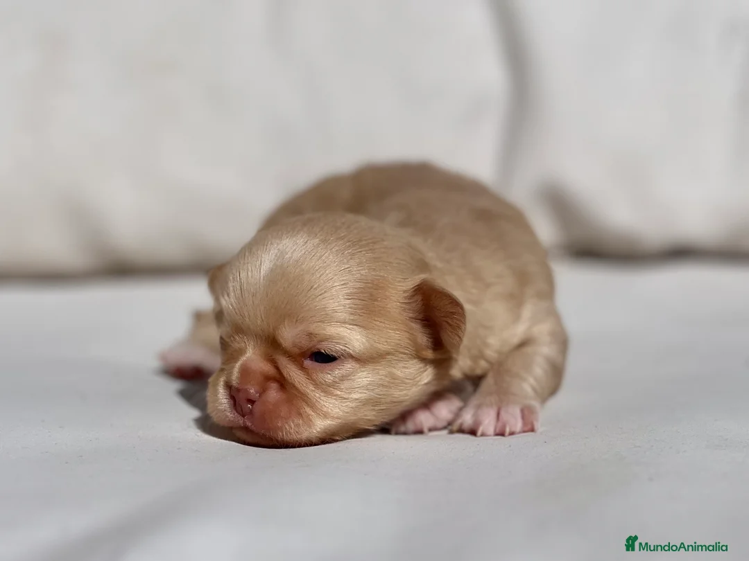 Chihuahua perros en venta: CHIHUAHUA LILAC GOLD LÍNEA RUSA CABEZA DE MANZANA - Anuncio 3