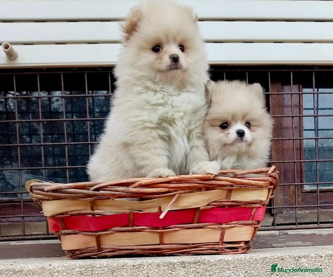 Pomerania perros en venta: Pomerañia toy - Anuncio 9