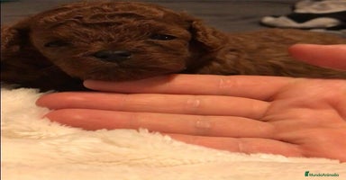 Caniche Toy perros - Anuncio 2