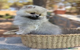 Pomerania perros en venta: Pomerania Macho sable para entregar  - Imagen 2