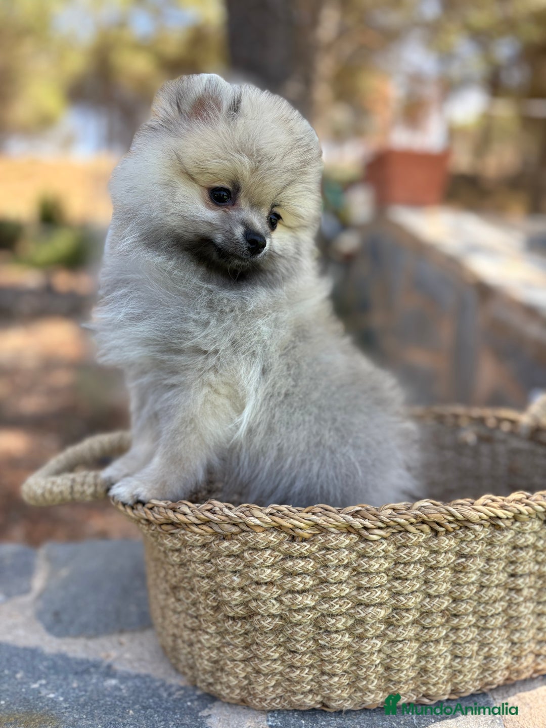 Pomerania perros en venta: Pomerania Macho sable para entregar  - Imagen 2