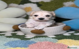 Maltipoo perros en venta: Maltipoo Mini Toy en Madrid - Imagen 5