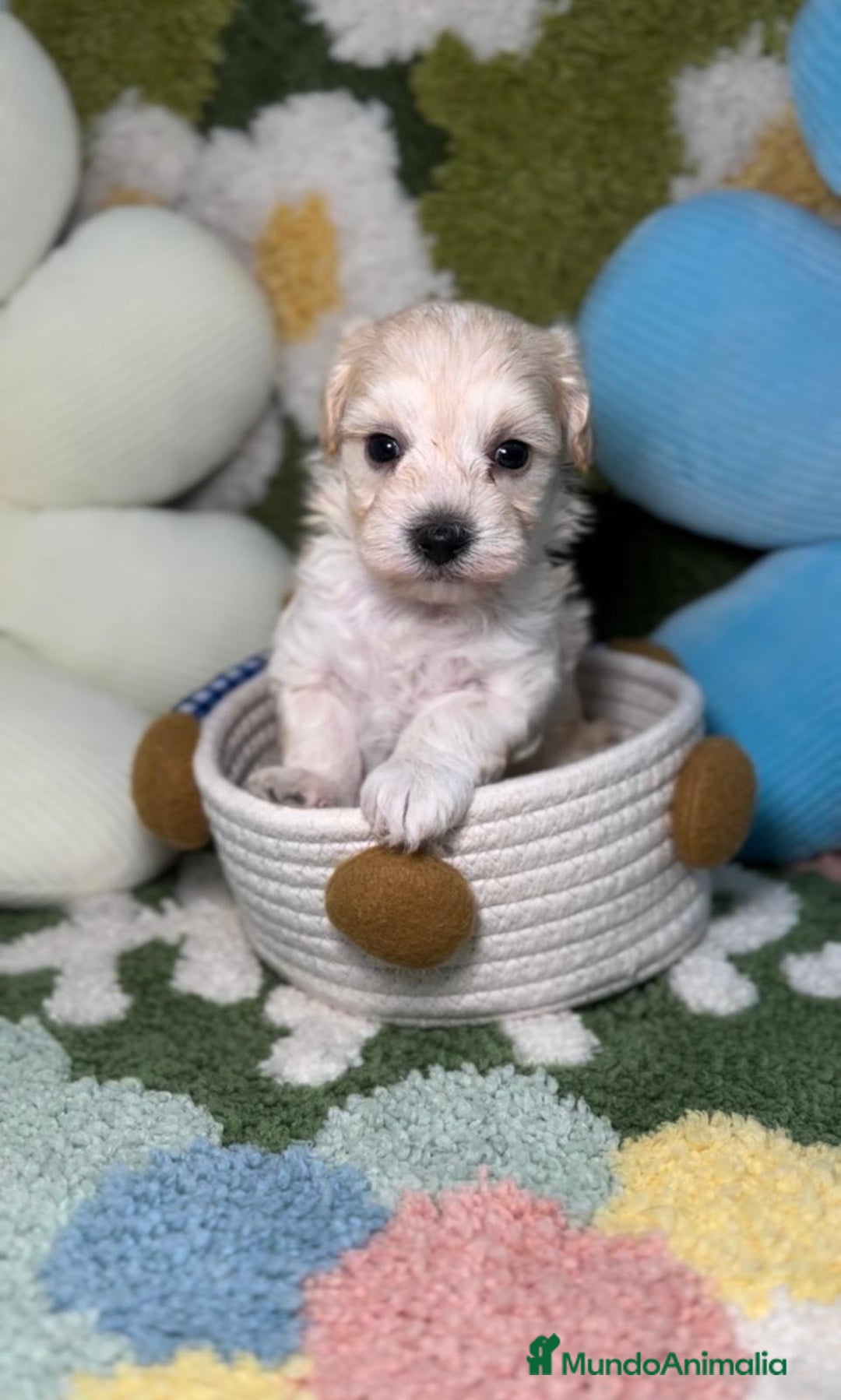 Maltipoo perros en venta: Maltipoo Mini Toy en Madrid - Imagen 5
