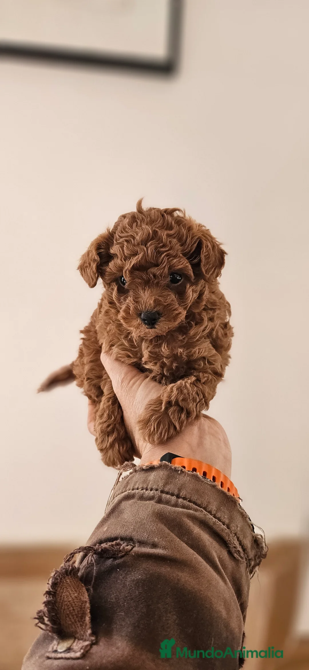 Caniche Toy perros en venta: Caniche toy - Anuncio 7