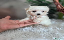 Bichón Maltés perros en venta: BICHON MALTES HEMBRA - Imagen 1