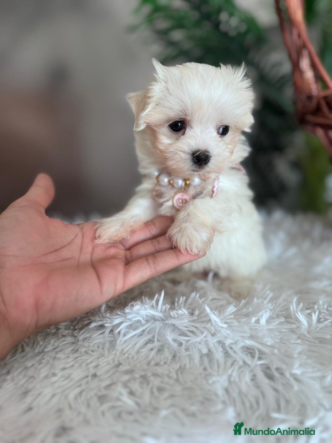 Bichón Maltés perros en venta: BICHON MALTES HEMBRA - Imagen 1