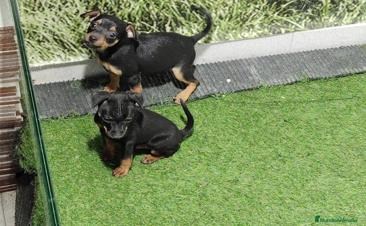 Pinscher Miniatura perros - Propaganda 14
