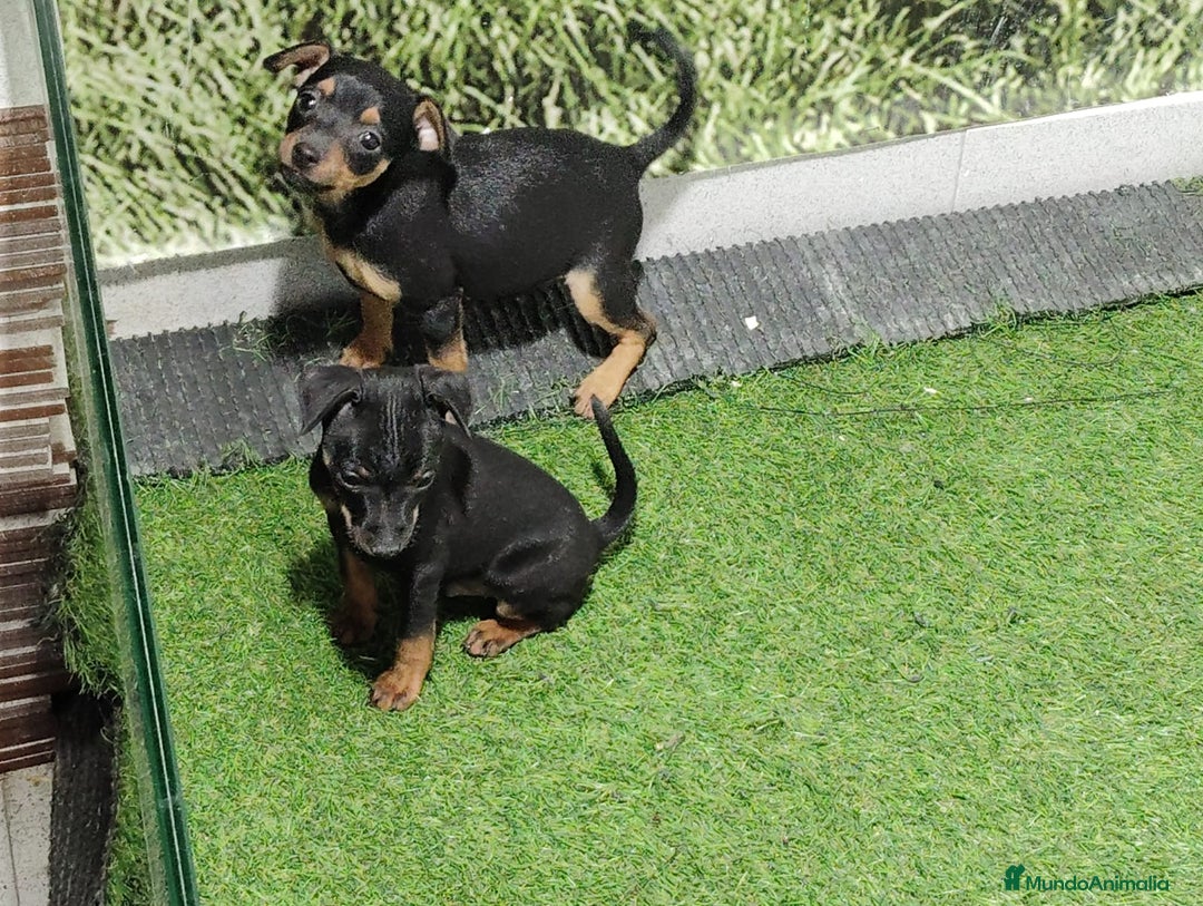 Pinscher Miniatura perros en venta: MINI PNCHER - Imagen 1