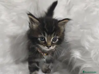 Maine Coon gatos Macho de Maine Coon - Anuncio 2