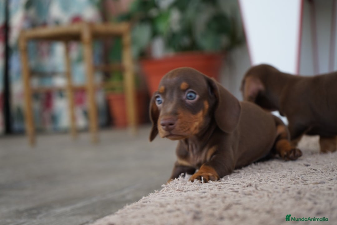 Teckel Miniatura perros en venta: ✨ Cacao y Bomgo – Tekel chocolate ✨ - Imagen 4