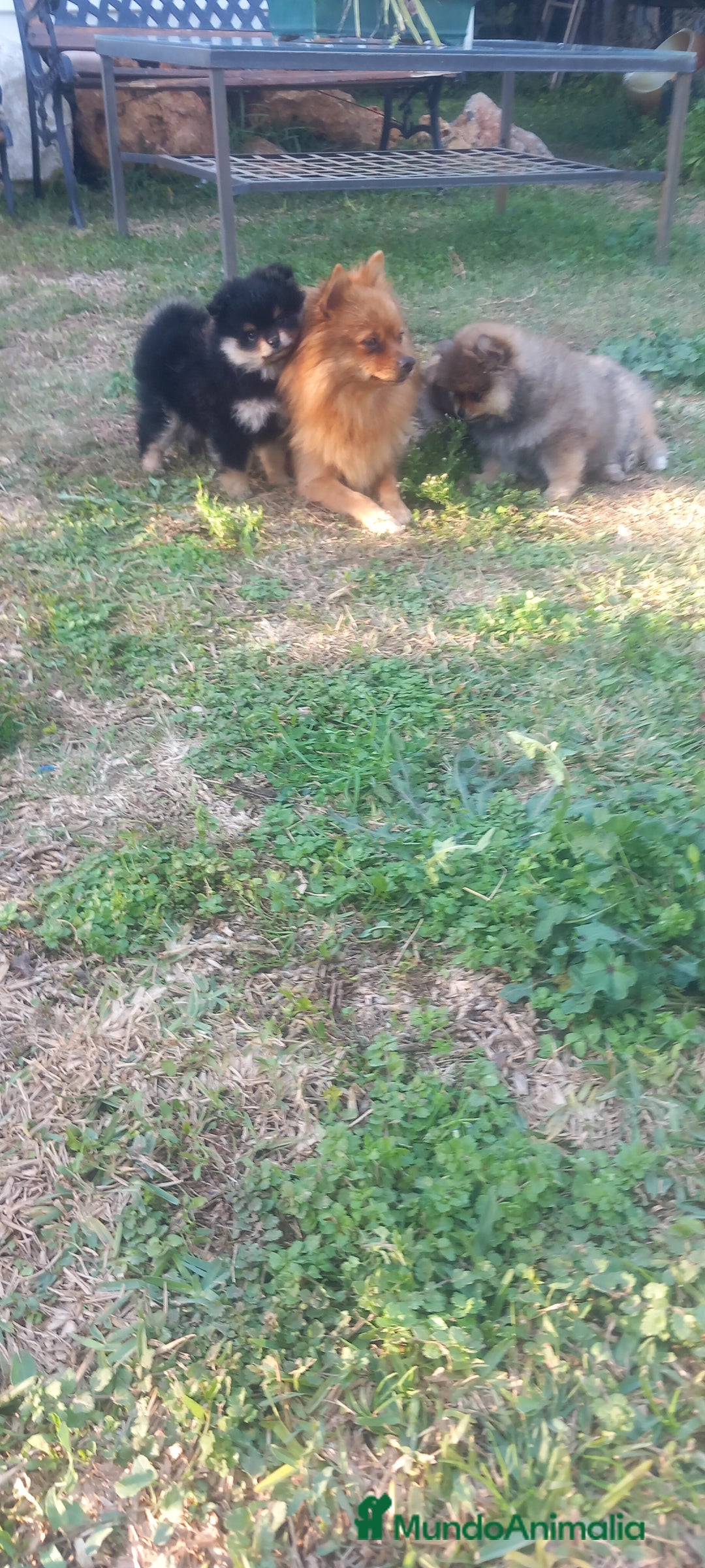 Pomerania perros en venta: Pomerania hembra - Anuncio 2