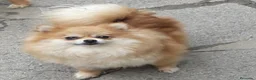 Pomerania perros en venta: pomerania  - Anuncio 1