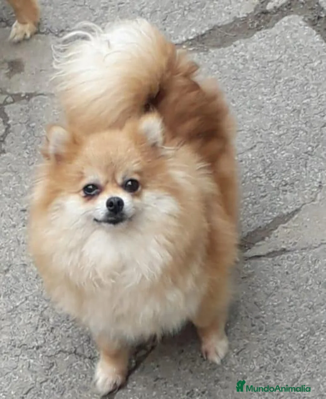 Pomerania perros en venta: pomerania  - Anuncio 1