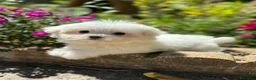 Bichón Maltés perros en venta: Bichon Maltés  - Anuncio 5