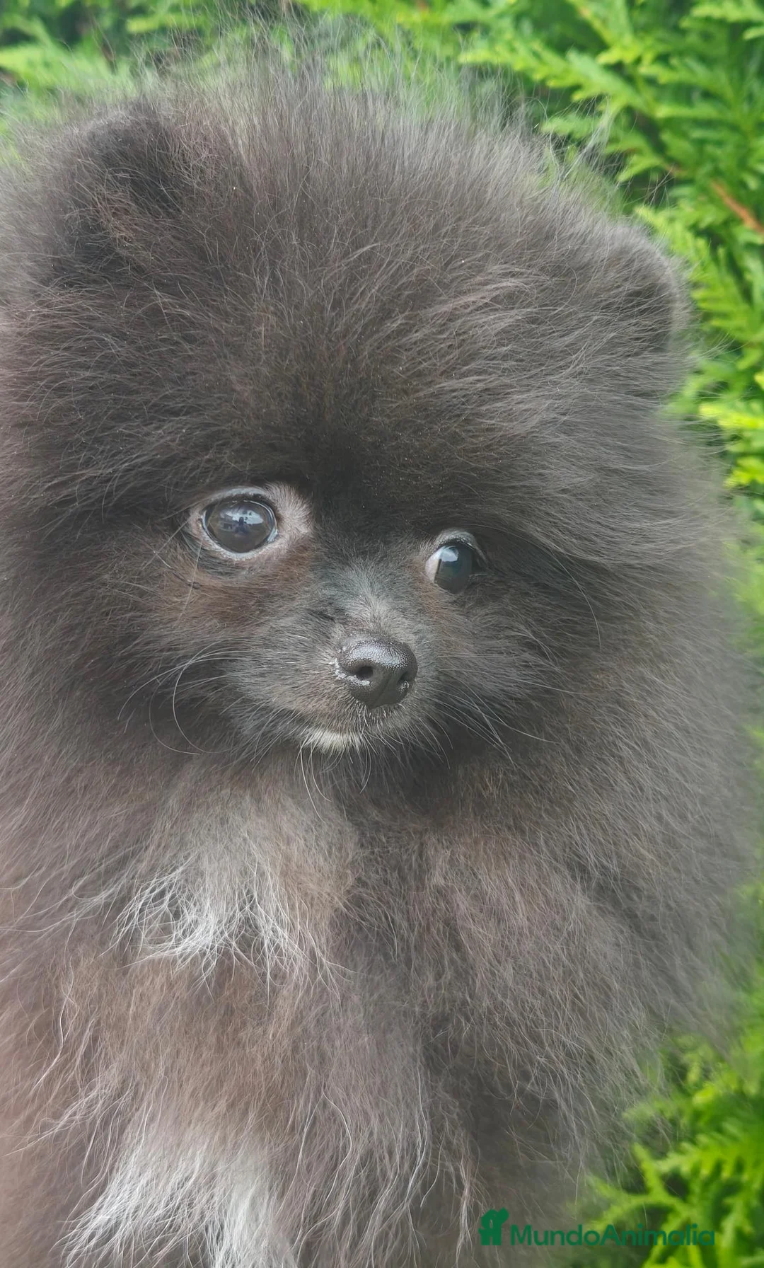 Pomerania perros en venta: Pomerania super toy - Anuncio 1
