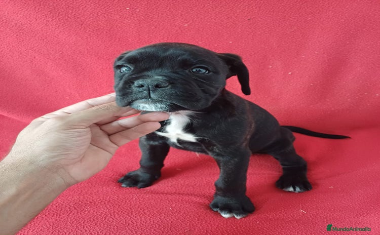 Boxer perros - Propaganda 2