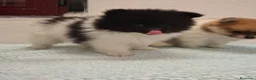 Pomerania perros en venta: Pomerania  - Anuncio 17