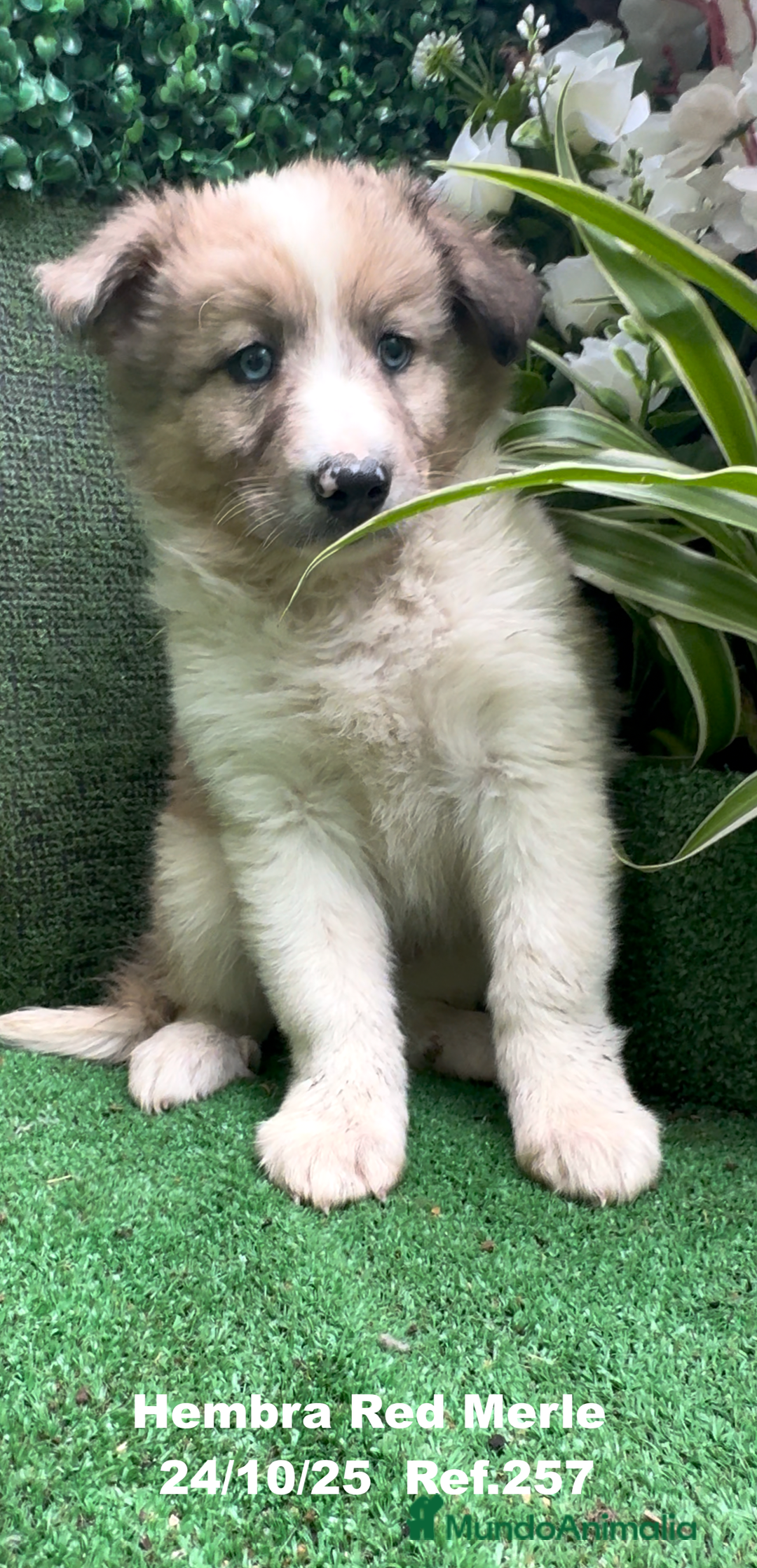 Border Collie perros en venta: BORDER COLLIE red merle - Anuncio 14