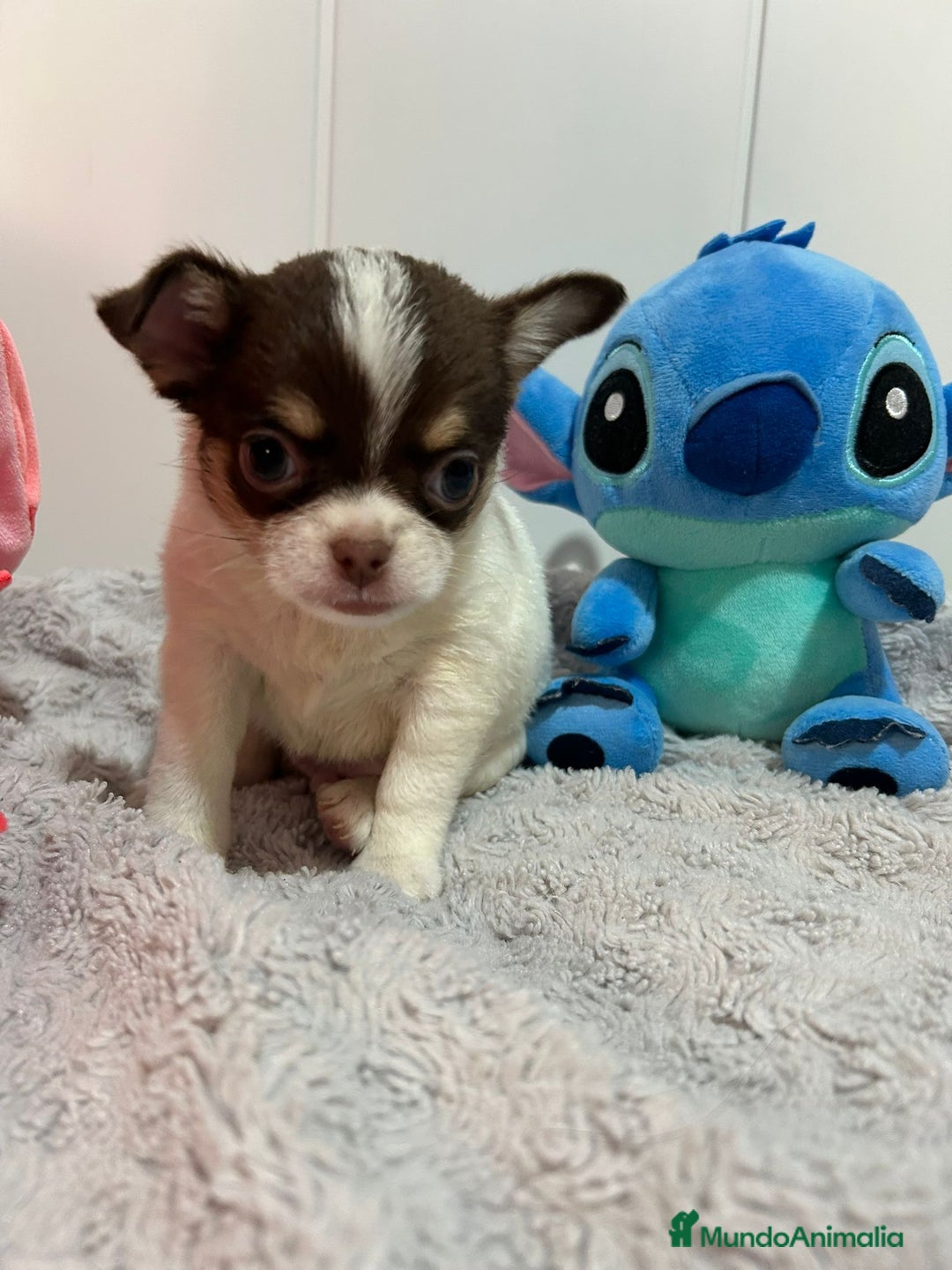 Chihuahua perros en venta: Chihuahua toy rusos - Imagen 15