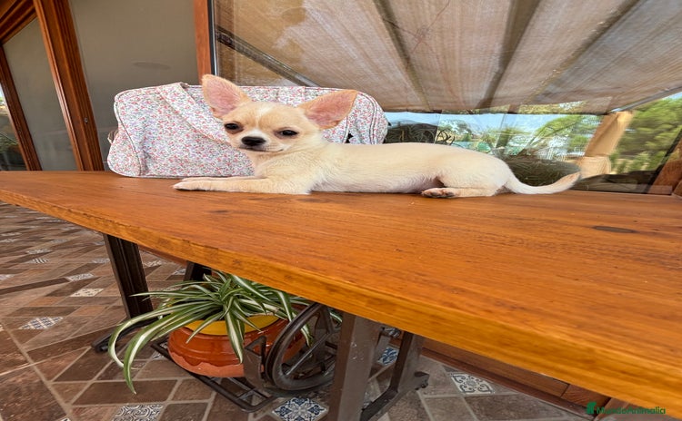 Chihuahua perros - Anuncio 3