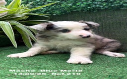Border Collie perros en venta: Border Collie Blue Merle - Imagen 9