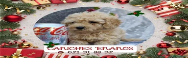 Caniche Toy 1