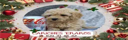 Caniche Toy perros en venta: IMPRECIONANTES  CANICHES  ROJO  TOY  - Anuncio 3