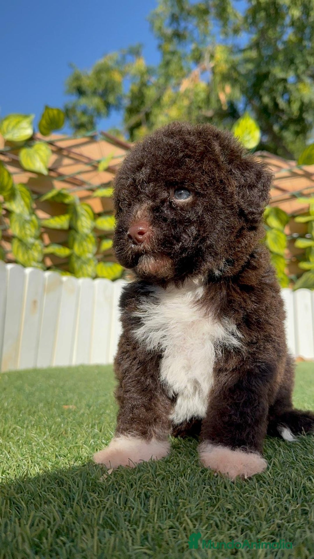 Perro de Agua Español perros en venta: PERRO DE AGUA ESPAÑOL HEMBRA - Imagen 5