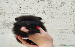 Pomerania perros en venta: Machito diminuto negro  - Imagen 2