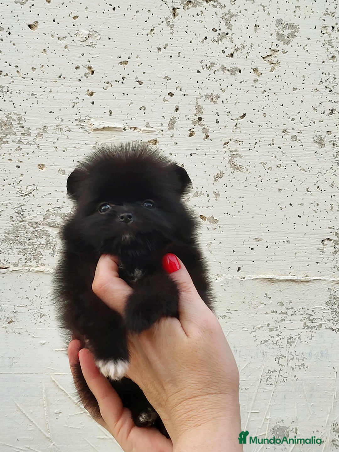 Pomerania perros en venta: Machito diminuto negro  - Imagen 2