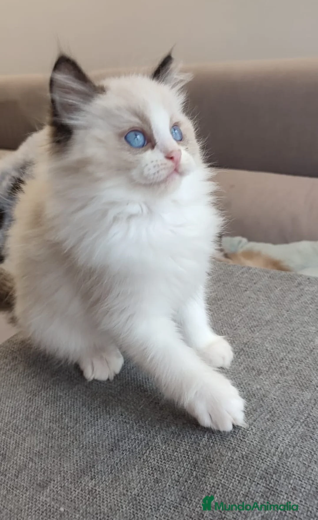 Ragdoll gatos en venta: Gatitos Ragdoll - Anuncio 18