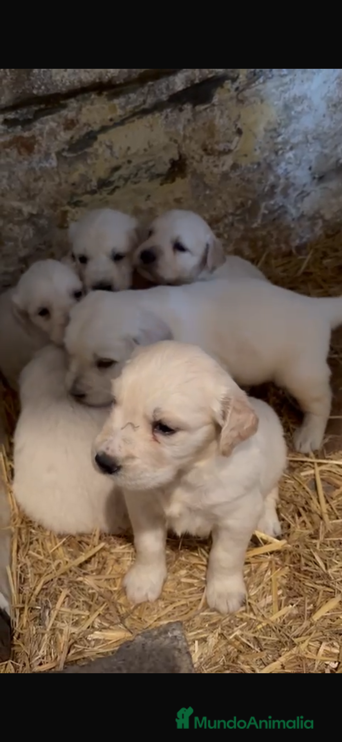 Golden Retriever perros Quédate con el tuyo! Disponibles Golden retriever  - Anuncio 2