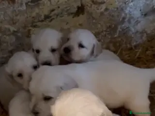 Golden Retriever perros Quédate con el tuyo! Disponibles Golden retriever - Anuncio 2